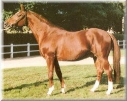 stallion Tidjani ox (Arabian thoroughbred, 1979, from Flipper 1968 ox)