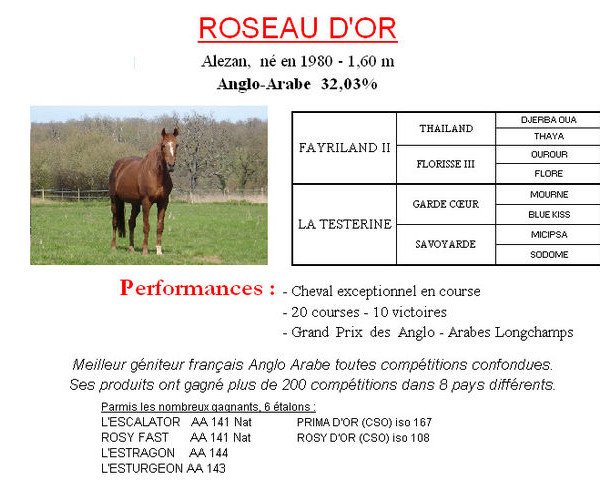 stallion Roseau d'Or AA (Anglo-Arabs, 1980, from Fayriland II AA)