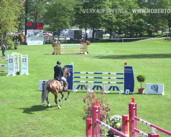 Reitturnier Uster 2019