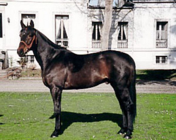 Deckhengst Prima d'Or AA (Anglo-Araber, 1989, von Roseau d'Or AA)