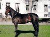 stallion Prima d'Or AA (Anglo-Arabs, 1989, from Roseau d'Or AA)