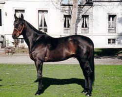 stallion Prima d'Or AA (Anglo-Arabs, 1989, from Roseau d'Or AA)