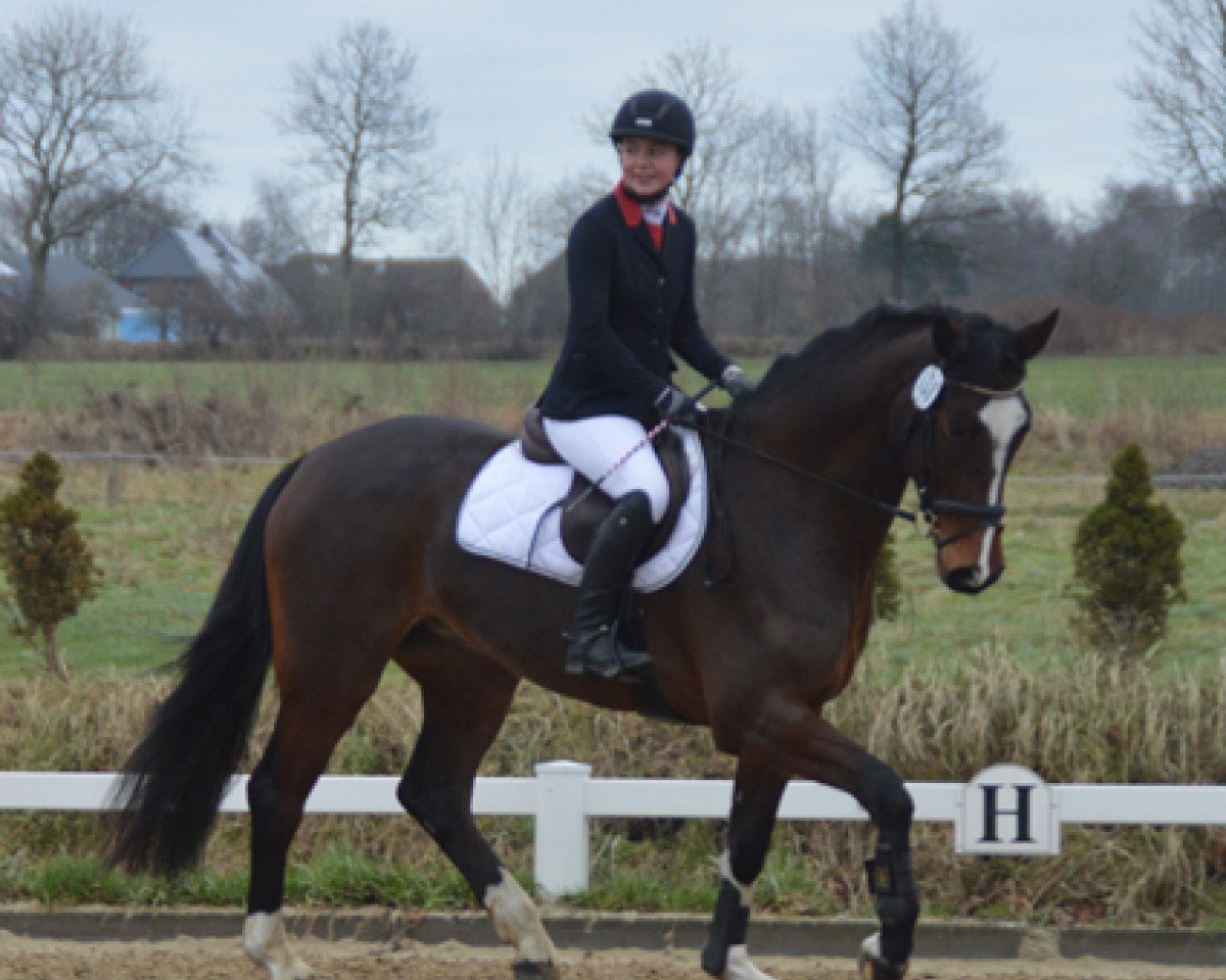 Springpferd Ewita 5 (Holsteiner, 2012, von Catoo)