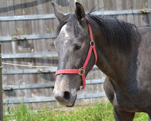 jumper Camillo (Westphalian, 2013, from Hengst von Camax L)