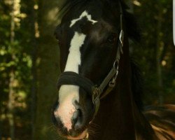 broodmare Prinzessin Oldenburg (Oldenburg, 2014, from Danciano)