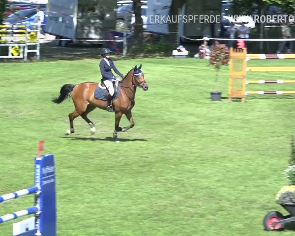 Reitturnier Uster 2019