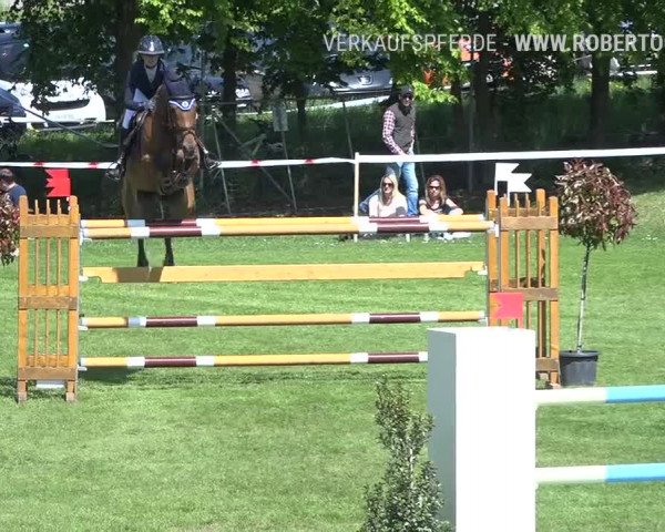 Reitturnier Uster 2019