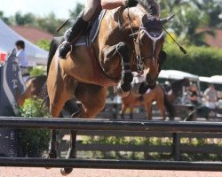 broodmare Quidam's Rubina 2 (Holsteiner, 2004, from Quidam's Rubin)