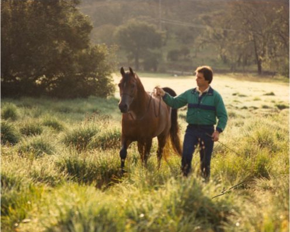 stallion Fame VF ox (Arabian purebred, 1982, from Bey Shah ox)
