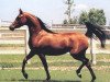 broodmare Little Liza Fame ox (Arabian thoroughbred, 1987, from Fame VF ox)