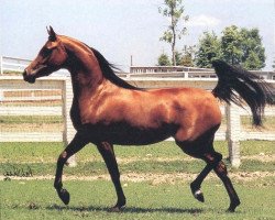 broodmare Little Liza Fame ox (Arabian thoroughbred, 1987, from Fame VF ox)