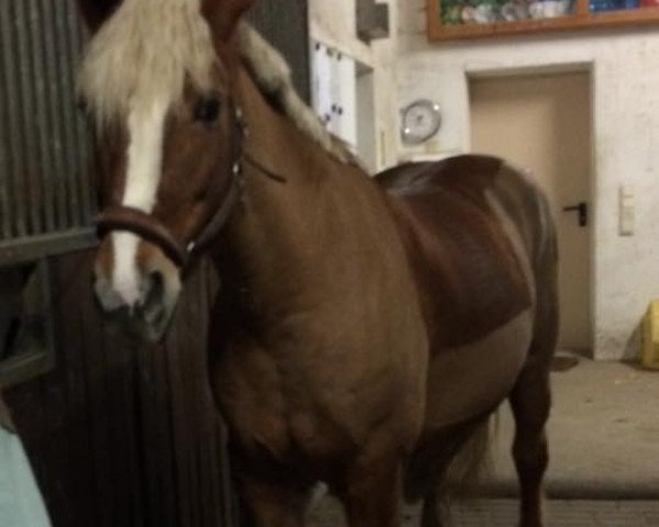 dressage horse Resi 160 (Haflinger, 1995, from Nobbi)