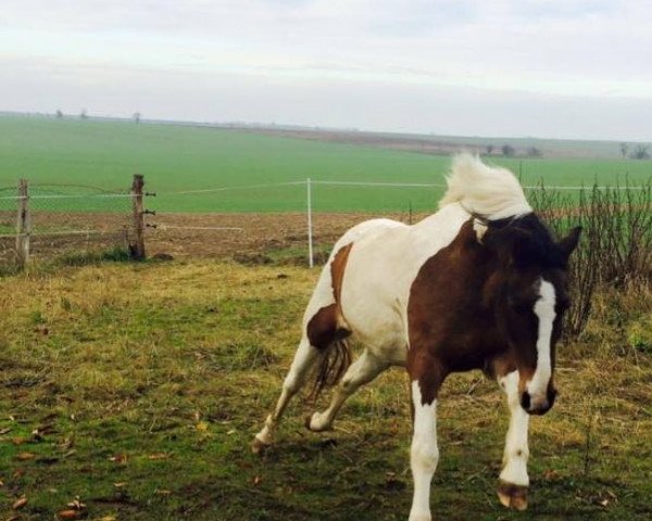 jumper Shamrock (German Riding Pony, 2003, from Manitou)