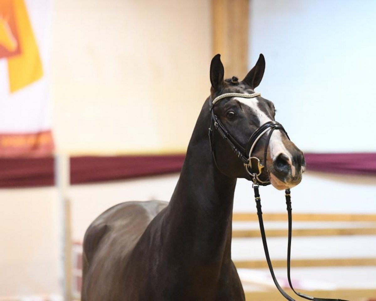 Deckhengst D'Jay Z (Zangersheide Reitpferd, 2019, von Dominator 2000 Z)