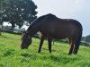 dressage horse Paula 349 (unknown, 1999)