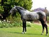 stallion Lassiter (Holsteiner, 2002, from Lacapo)