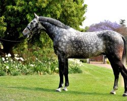 stallion Lassiter (Holsteiner, 2002, from Lacapo)