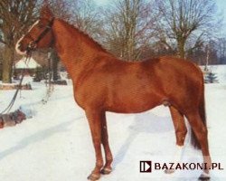 stallion Impuls (Great Poland (wielkopolska), 1994, from Agat)