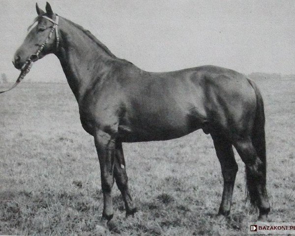 stallion Bulat (Great Poland (wielkopolska), 1967, from Haakon 1532)