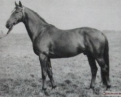 stallion Bulat (Great Poland (wielkopolska), 1967, from Haakon 1532)