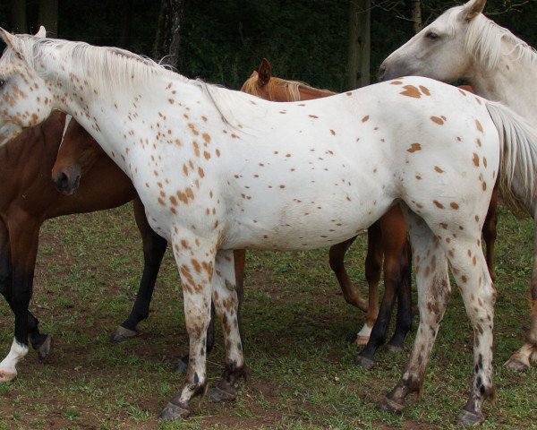 Pferd Appaloosa (Appaloosa, 2012)