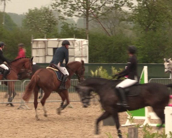 Reitturnier Langwedel - Hagen - Grinden 2019