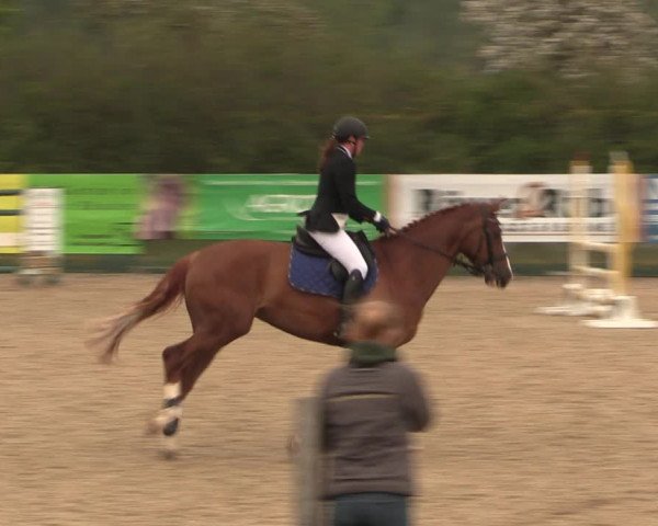 Reitturnier Langwedel - Hagen - Grinden 2019
