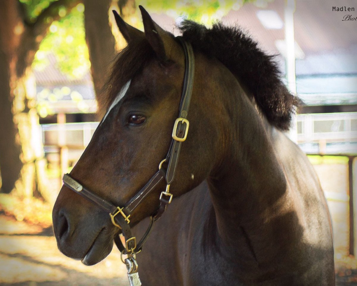 dressage horse Sonnhof's Sir Henry (Pony without race description, 2008)