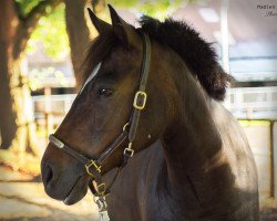 dressage horse Sonnhof's Sir Henry (Pony without race description, 2008)