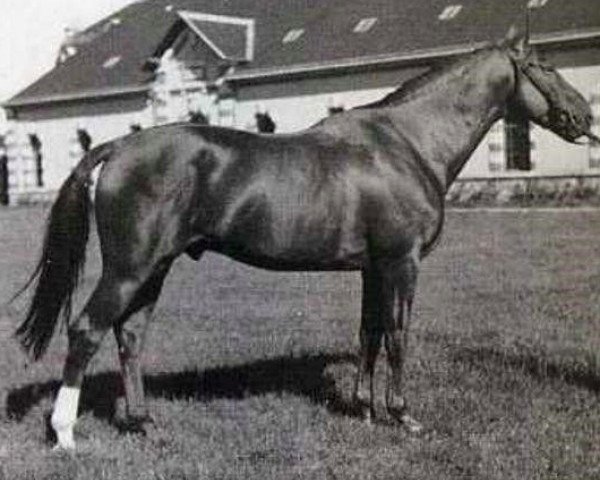 stallion Plein d'Espoir IV (Selle Français, 1981, from Tanael AN)