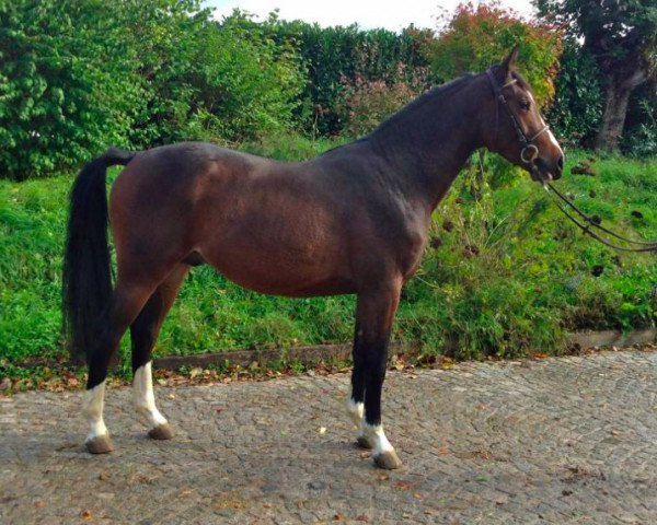 Pferd Bilbao de Gravelotte (Selle Français, 2011, von Heartbreaker)