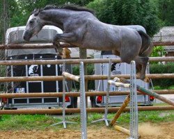 stallion Aston Gravelotte (Selle Français, 2010, from Caspar (Berlin))