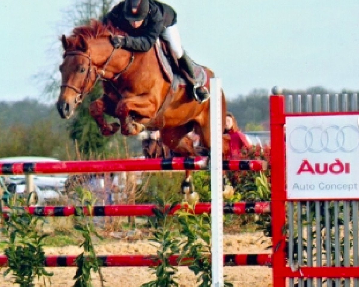 Pferd Austral de Gravelotte (Belgisches Warmblut, 2000, von Fairplay du Manoir)