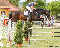 broodmare Vera 76 (KWPN (Royal Dutch Sporthorse), 2002, from Odermus R)