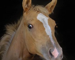 dressage horse London Summer (Westphalian, 2016, from Londonderry)