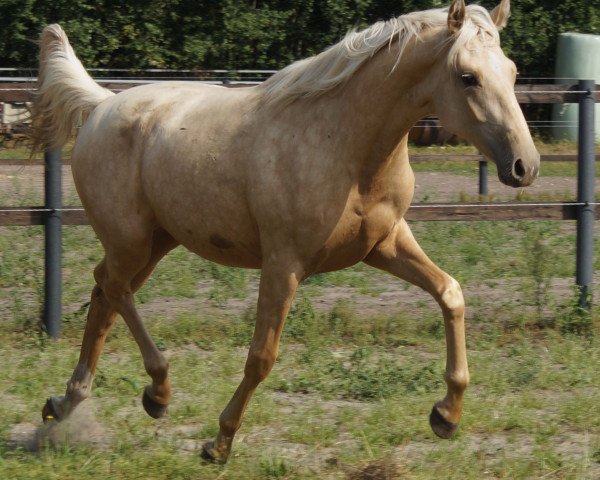 Shemale horse