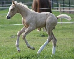 horse Mighty Quinn (German Warmblood, 2010, from Magic Memphis)