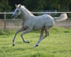 horse Auekrugs Anthony (German Sport Horse, 2012, from Rff The Alchemist xx)