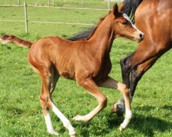 dressage horse Quality Street (German Warmblood, 2013, from DSP Quasi Gold Md)