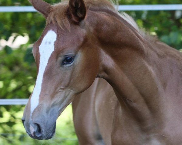 dressage horse Santonio (Hanoverian, 2012, from Scolari)