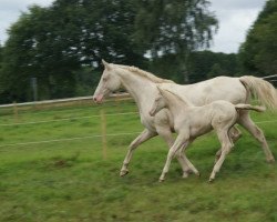 Zuchtstute Blue eyed dancer (Tschechisches Warmblut, 1999, von Burbon)