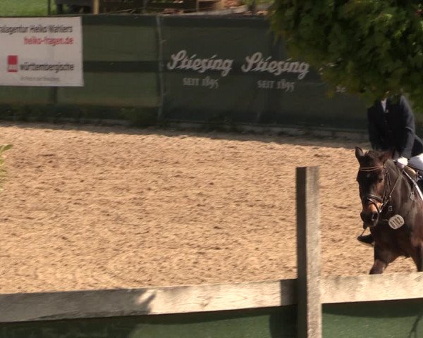 Reitturnier Langwedel - Hagen - Grinden 2019