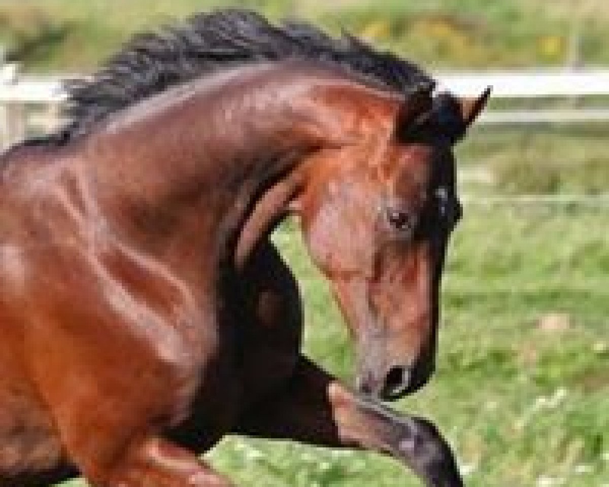dressage horse Skyline 53 (German Sport Horse, 2006, from Samba Hit I)