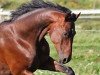 dressage horse Skyline 53 (German Sport Horse, 2006, from Samba Hit I)