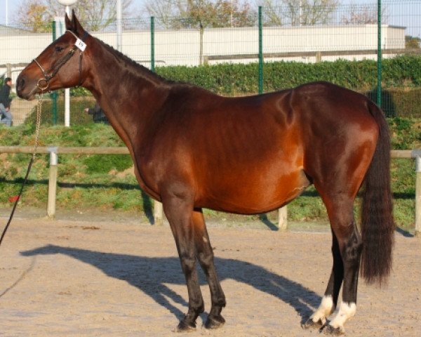 broodmare Jolymome du Gien (Selle Français, 1997, from Voltaire)