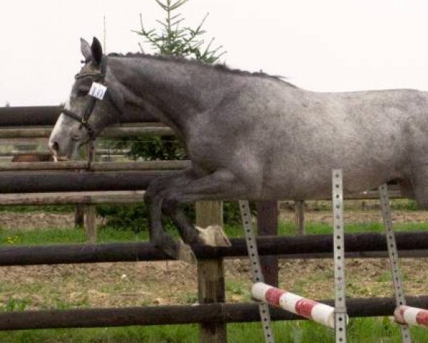 Springpferd Cleveland Gravelotte (Selle Français, 2012, von Caspar (Berlin))