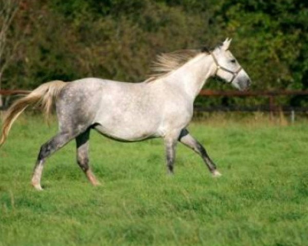 broodmare Udine (Belgian Warmblood, 1997, from Gotspe)