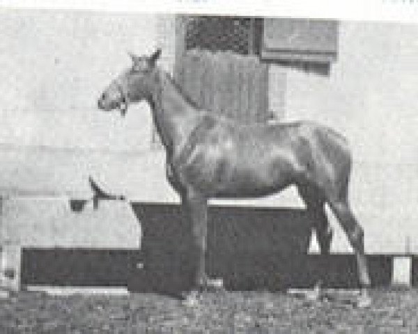 broodmare Trevise x (Anglo-Arabs, 1934, from Denousté 1921 ox)