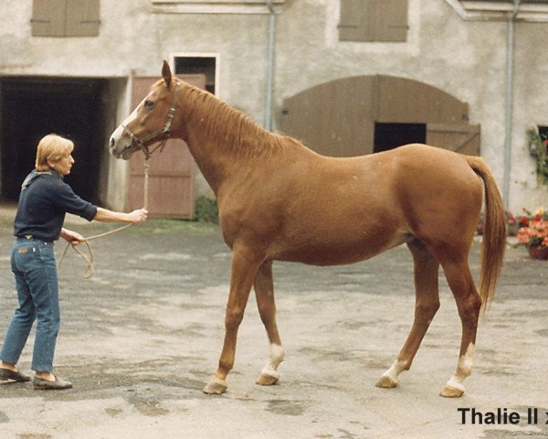 Zuchtstute Thalie II (Vollblutaraber,  , von Djerba Oua ox)