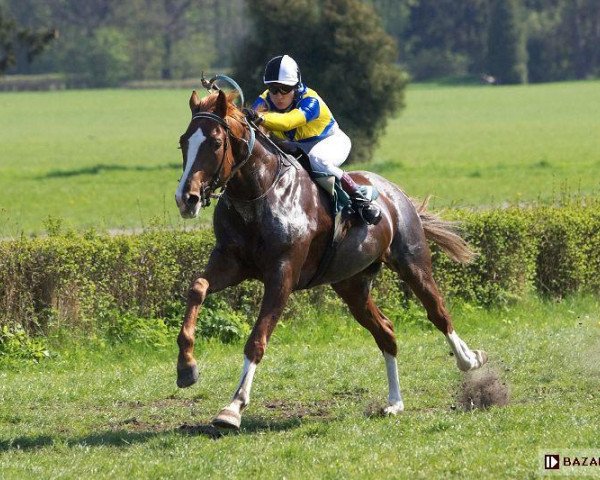 horse Ronin (polish noble half-breed, 2007, from Chef Supreme xx)